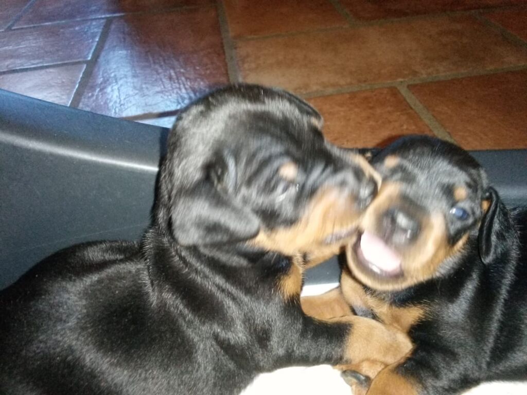 5323678  Cuccioli zwergpinscher