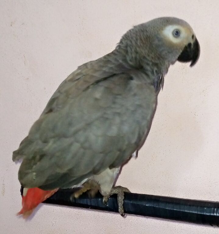 4295848 GreyParrot africano sveglio per