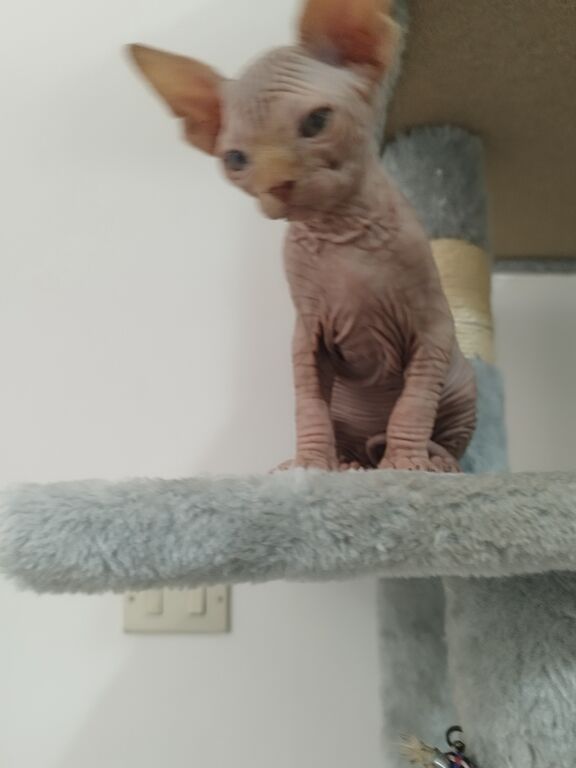 5333617  Sphynx